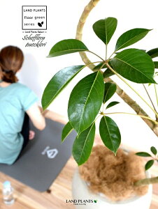 ツピタンサス(シェフレラ・ピュックレリ) 2D曲がり 10号 ぽってり スタイリッシュ 植木鉢 白色 【ココファイバー・プラ皿・育て方】 FRP製 チュピタンサス ツピダンサス 鉢 鉢植え 植木鉢