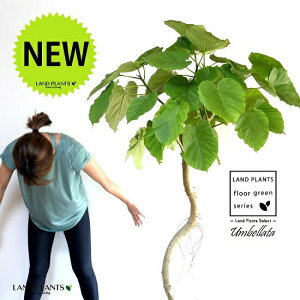 ウンベラータ(1本くねくね 曲がり) 10号 セラアート鉢 白色 【バークチップ・受皿・育て方】 鉢 鉢植え 植木鉢 プラ鉢 プラスチック フィカス ゴムノキ ゴムの木 ゴム ウンダベータ ウラン