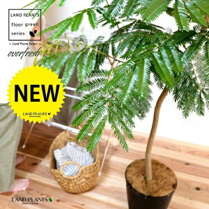 エバーフレッシュ(自然樹形) 10号 セラアート鉢 黒色 【ココファイバー・受皿・育て方】 鉢 鉢植え 植木鉢 プラスチック プラ鉢 ねむの木 ネムノキ エバー アカサヤネムノキ 黒 ブラック