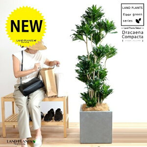 ドラセナ(コンパクタ) 10号 ファイバー製 キューブ型 陶器鉢 灰色 【ココファイバー・プラ皿・育て方】 鉢 鉢植え 植木鉢 プラスチック プラ鉢 ドラセナコンパクタ コンパクター 灰 グレ