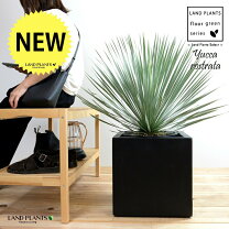 楽天市場】ユッカ ロストラータ（サイズ（植木鉢）10 ～ 12号）（花 