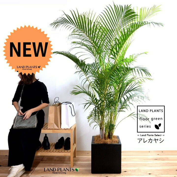 楽天市場】ヤシの木（アレカヤシ） 10号 ファイバー製 キューブ 陶器鉢 