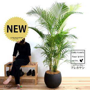 V̖؁iAJVj 10 ۂĂ X^CbV 픫 F yRRt@Co[EvMEĕz q q̖ V VmL Vmj }hV RKl^PV |q 