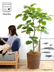 【LPオリジナル】 ウンベラータ(自然樹形) 10号 茶色 バナナリーフ バスケット 9号 【ココファイバー・プラ皿・育て方】 天然素材 鉢 鉢植え 鉢カバー カゴ ゴムノキ ゴムの木 ゴム ウンダ