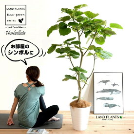 ウンベラータ（自然樹形） 10号 セラアート鉢 白色 【ココファイバー・プラ皿・育て方】 鉢 鉢植え 植木鉢 プラ鉢 プラスチック ゴムノキ ゴムの木 ゴム ウンダベータ ウランベータ 白 ホワイト 丸 丸型 ラウンド 大型 尺 尺鉢