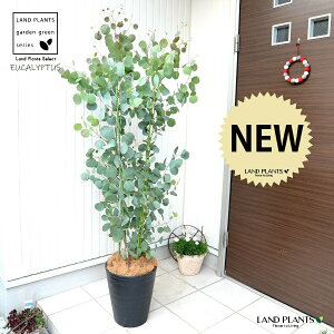 ユーカリ(ポポラス:丸葉) 黒色 10号 セラアート鉢 【ココファイバー・プラ皿】 プラスチック プラ鉢 鉢 ユーカリポポラス ポリアンセモス ポポラスベリー ハートリーフ ブラック 黒 大型