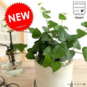 ACr[iT[Nj n[g^ACr[ Zg V_[^ 픫 A A c c Ȃ ϗtA  D DF O[ lY~  Eh {[