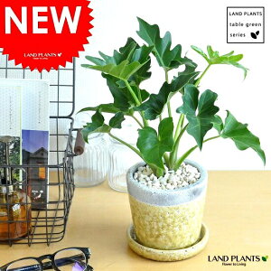 Z[ F ₳F@픫iF΁j A  픫  c c CG[   Eh@ϗtA