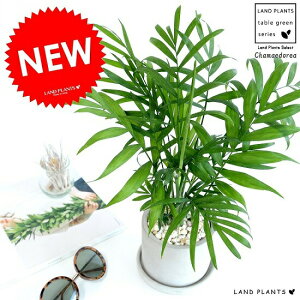 テーブルヤシ(チャメドレア) セメント シリンダー型 陶器鉢 ヤシ エレガンス ヤシの木 鉢植え 苗木 苗 灰色 灰 グレー 丸形 ラウンド 陶器 観葉植物