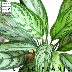 AOIl} iVo[NC[j 4 F vX`bN R^c TgC@hV̓@|Cg@ϗtA