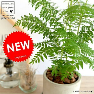 木 キリ 観葉植物の人気商品 通販 価格比較 価格 Com