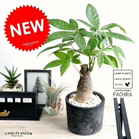 楽天市場 お金 観葉植物の通販