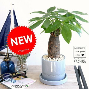 パキラ 苗 観葉植物の人気商品 通販 価格比較 価格 Com