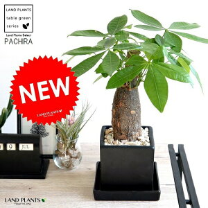 パキラ 鉢植え 観葉植物の人気商品 通販 価格比較 価格 Com