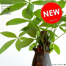 楽天市場 パキラ アクアティカ 高さ 植物 70cm の通販