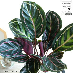 観葉植物 カラテアの人気商品 通販 価格比較 価格 Com