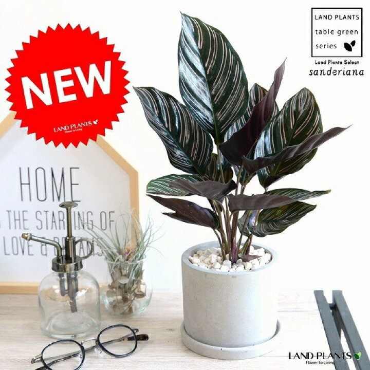 楽天市場 カラテア サンデリアーナ セメント シリンダー型 陶器鉢 鉢植え 鉢 苗 苗木 観葉植物 送料無料 灰色 灰 グレー ねずみ 丸 ラウンド サンデリアナ ランドプランツ