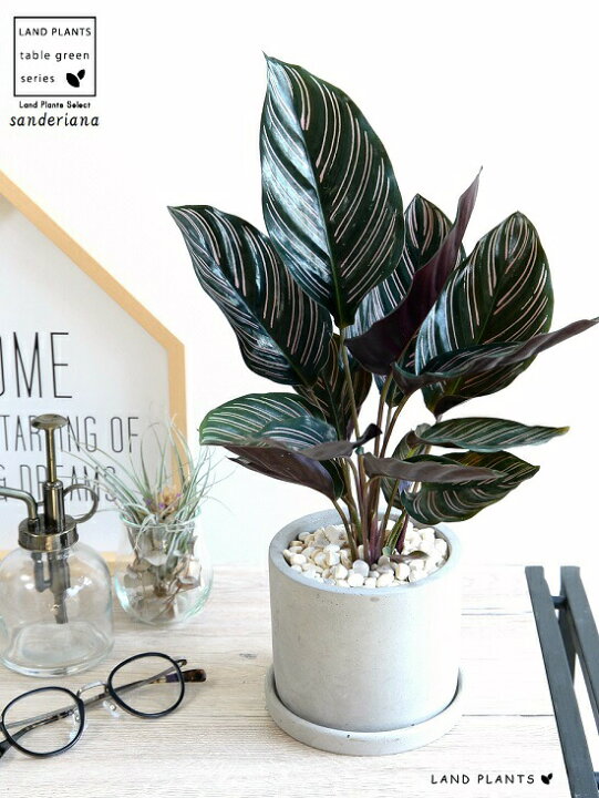 楽天市場 カラテア サンデリアーナ セメント シリンダー型 陶器鉢 鉢植え 鉢 苗 苗木 観葉植物 送料無料 灰色 灰 グレー ねずみ 丸 ラウンド サンデリアナ ランドプランツ