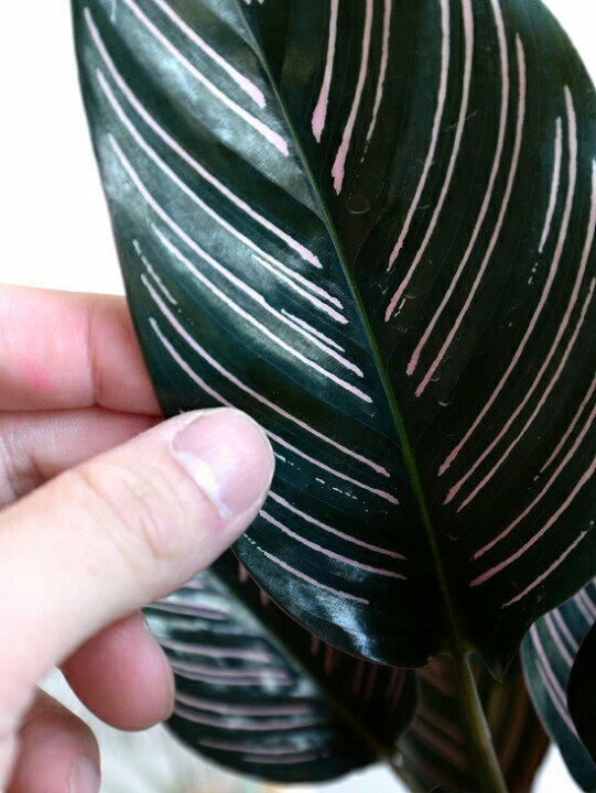楽天市場 カラテア サンデリアーナ セメント シリンダー型 陶器鉢 鉢植え 鉢 苗 苗木 観葉植物 送料無料 灰色 灰 グレー ねずみ 丸 ラウンド サンデリアナ ランドプランツ