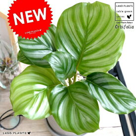 楽天市場 観葉植物 カラテア 花 観葉植物 花 ガーデン Diy の通販