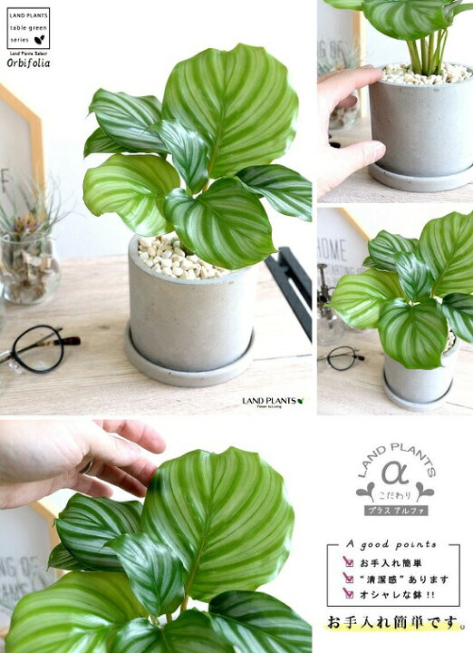 楽天市場 カラテア オルビフォリア セメント シリンダー型 陶器鉢 鉢植え 鉢 苗 苗木 観葉植物 送料無料 灰色 灰 グレー ねずみ 丸 ラウンド オルビフォーリア ランドプランツ 楽天市場 カラテア オルビフォリア セメント シリンダー型 陶器鉢 鉢植え 鉢 苗 苗木 観葉植物 送料無料 灰色 灰 グレー ねずみ 丸 ラウンド オルビフォーリア ランドプランツ