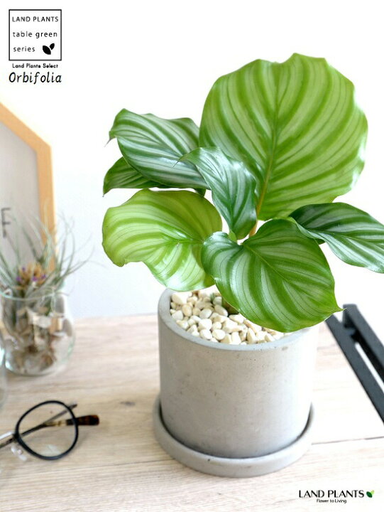 楽天市場 カラテア オルビフォリア セメント シリンダー型 陶器鉢 鉢植え 鉢 苗 苗木 観葉植物 送料無料 灰色 灰 グレー ねずみ 丸 ラウンド オルビフォーリア ランドプランツ 楽天市場 カラテア オルビフォリア セメント シリンダー型 陶器鉢 鉢植え 鉢 苗 苗木 観葉植物 送料無料 灰色 灰 グレー ねずみ 丸 ラウンド オルビフォーリア ランドプランツ