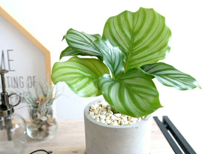 楽天市場 カラテア オルビフォリア セメント シリンダー型 陶器鉢 鉢植え 鉢 苗 苗木 観葉植物 送料無料 灰色 灰 グレー ねずみ 丸 ラウンド オルビフォーリア ランドプランツ 楽天市場 カラテア オルビフォリア セメント シリンダー型 陶器鉢 鉢植え 鉢 苗 苗木 観葉植物 送料無料 灰色 灰 グレー ねずみ 丸 ラウンド オルビフォーリア ランドプランツ