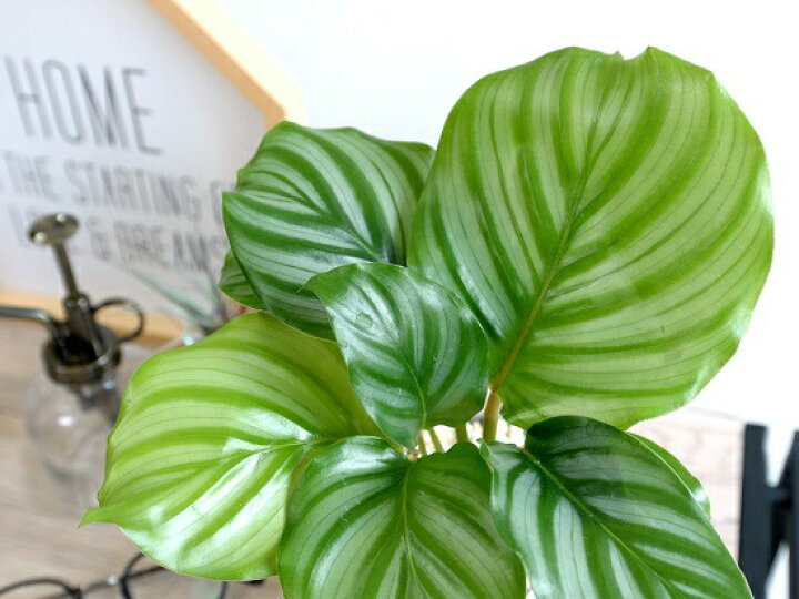 楽天市場 カラテア オルビフォリア セメント シリンダー型 陶器鉢 鉢植え 鉢 苗 苗木 観葉植物 送料無料 灰色 灰 グレー ねずみ 丸 ラウンド オルビフォーリア ランドプランツ 楽天市場 カラテア オルビフォリア セメント シリンダー型 陶器鉢 鉢植え 鉢 苗 苗木 観葉植物 送料無料 灰色 灰 グレー ねずみ 丸 ラウンド オルビフォーリア ランドプランツ