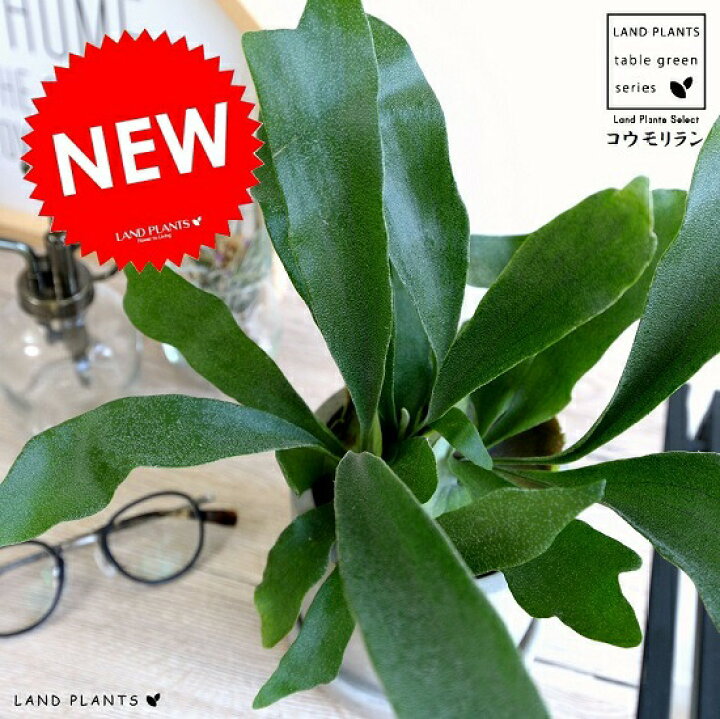 楽天市場 コウモリラン セメント シリンダー型 陶器鉢 ビカクシダ 鉢植え 鉢 苗 苗木 観葉植物 送料無料 灰色 灰 グレー ねずみ 丸 ラウンド ビフルカツム シダ ランドプランツ 楽天市場 コウモリラン セメント シリンダー型 陶器鉢 ビカクシダ 鉢植え 鉢 苗 苗木 観葉植物 送料無料 灰色 灰 グレー ねずみ 丸 ラウンド ビフルカツム シダ ランドプランツ
