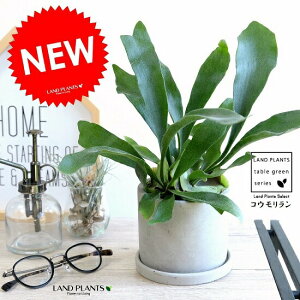 �R�E���������i�r�J�N�V�_�j �Z�����g �V�����_�[�^ ���픫 ���A�� �� �c �c�� �ϗt�A�� �������� �D�F �D �O���[ �˂��� �� ���E���h �r�t���J�c�� �V�_