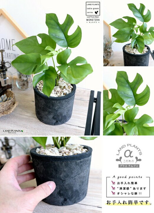 楽天市場 ヒメモンステラ 黒色 モスポット シリンダー型 テラコッタ鉢 鉢植え 素焼 Mosspot 苗 苗木 ミニモンステラ 観葉植物 黒 ブラック 灰 グレー 丸 送料無料 ランドプランツ 楽天市場 ヒメモンステラ 黒色 モスポット シリンダー型 テラコッタ鉢 鉢植え 素焼 Mosspot 苗 苗木 ミニモンステラ 観葉植物 黒 ブラック 灰 グレー 丸 送料無料 ランドプランツ