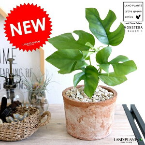 ミニ 観葉植物 苗の人気商品 通販 価格比較 価格 Com ミニ 観葉植物 苗の人気商品 通販 価格比較 価格 Com