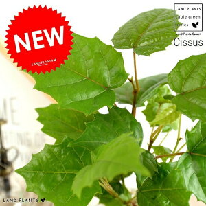 JK[ACr[ V_[^ 픫iFj O[vACr[ A A c c Ȃ ϗtA   zCg  Eh {[