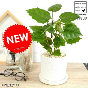 JK[ACr[ F V_[^ 픫 O[vACr[ A A c c Ȃ ϗtA   zCg  Eh {[