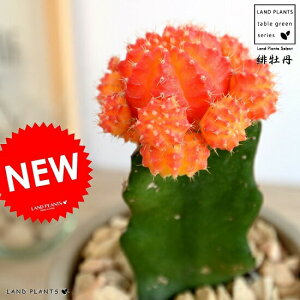 牡丹 鉢植えの人気商品 通販 価格比較 価格 Com 牡丹 鉢植えの人気商品 通販 価格比較 価格 Com