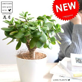 楽天市場 多肉植物 ベンケイソウの通販 楽天市場 多肉植物 ベンケイソウの通販