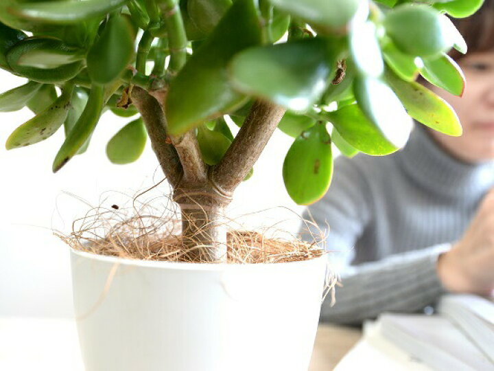 フィカス お得な抜き苗第四種発送 アルテシーマ ゴムの木 美しい斑入り 冬バーゲン アルテシーマ