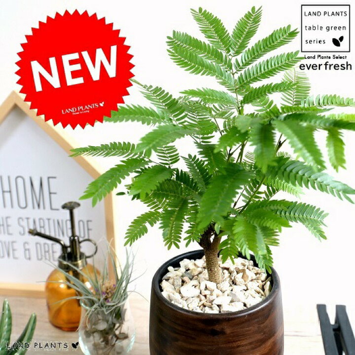 楽天市場 エバーフレッシュ ウッド風 ペイント陶器鉢 Sサイズ 鉢植え 鉢 苗 苗木 観葉植物 送料無料 丸鉢 鉢植え 陶器 木目 茶 ブラウン オレンジ おしゃれ かわいい インテリア 開店祝い 引越し祝い 新築祝い ランドプランツ