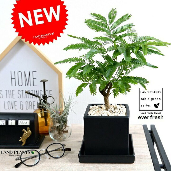 楽天市場 エバーフレッシュ 黒色 キューブ型 陶器鉢 Sサイズ 鉢植え 鉢 苗 苗木 観葉植物 送料無料 丸鉢 鉢植え 陶器 木目 黒 ブラック おしゃれ かわいい インテリア 開店祝い 引越し祝い 新築祝い ランドプランツ 楽天市場 エバーフレッシュ 黒色 キューブ型 陶器鉢 Sサイズ 鉢植え 鉢 苗 苗木 観葉植物 送料無料 丸鉢 鉢植え 陶器 木目 黒 ブラック おしゃれ かわいい インテリア 開店祝い 引越し祝い 新築祝い ランドプランツ