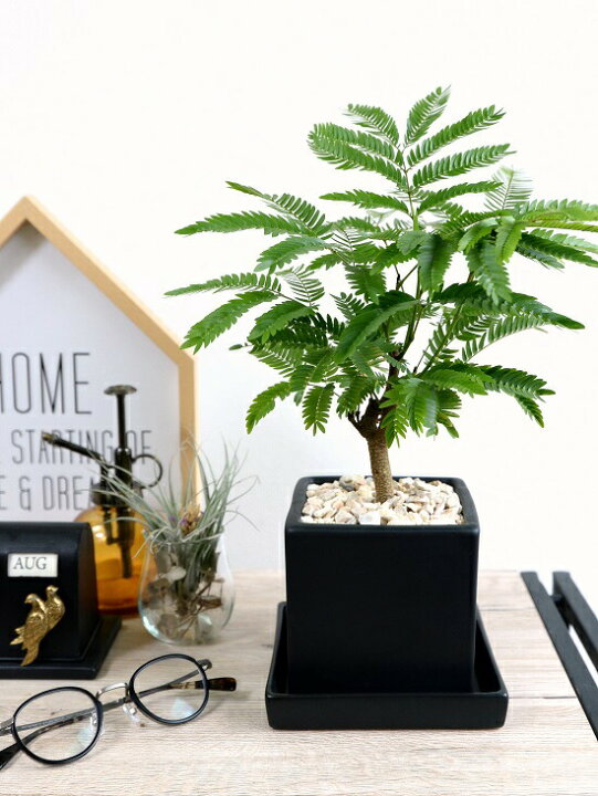 楽天市場 エバーフレッシュ 黒色 キューブ型 陶器鉢 Sサイズ 鉢植え 鉢 苗 苗木 観葉植物 送料無料 丸鉢 鉢植え 陶器 木目 黒 ブラック おしゃれ かわいい インテリア 開店祝い 引越し祝い 新築祝い ランドプランツ