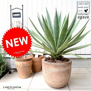観葉植物 砂の人気商品 通販 価格比較 価格 Com