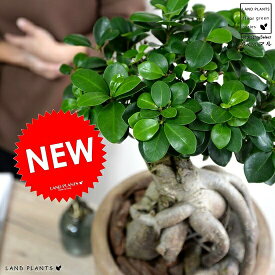 楽天市場 観葉植物 砂の通販