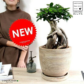 楽天市場 観葉植物 砂の通販