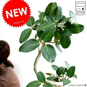ゴムの木 茶色 観葉植物の人気商品 通販 価格比較 価格 Com ゴムの木 茶色 観葉植物の人気商品 通販 価格比較 価格 Com
