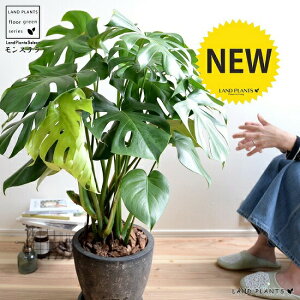 Xe F GbO^ Eh픫 A   eRb^ f  ubN  D O[ ϗtA ϗt 