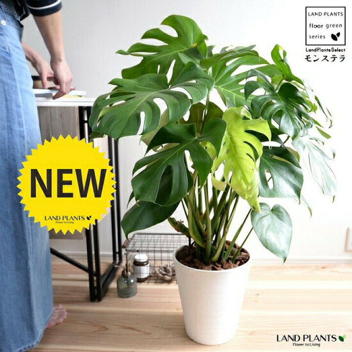 楽天市場】モンステラ 白色 セラアート鉢 8号（バークチップ） 鉢植え 