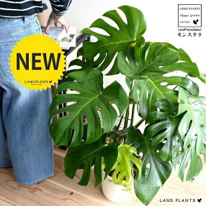 観葉植物 8号 モンステラの人気商品 通販 価格比較 価格 Com