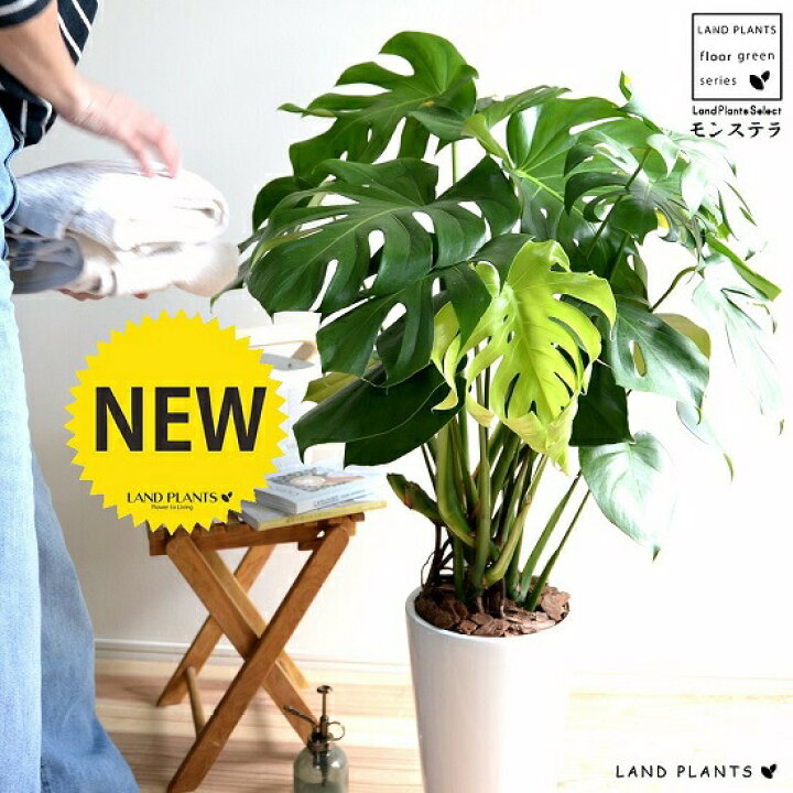 楽天市場 モンステラ 白色 トール型 ラウンド 陶器鉢 バークチップ 鉢植え 鉢 陶器 テラコッタ 素焼 白 ホワイト ラウンド 丸 観葉植物 観葉 大型 送料無料 ランドプランツ