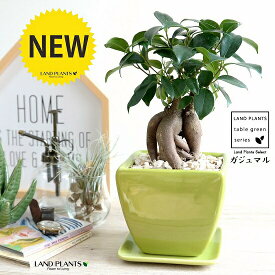 楽天市場 ガジュマル 盆栽の通販