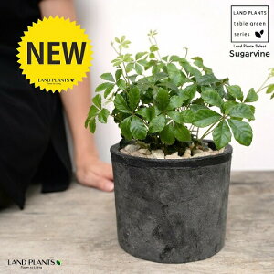 VK[oC F X|bg V_[^ 픫iVRӐ΁j VbTX LbXX p[ZmVbTX pemVbTX 5t 鐫A A  f eRb^  ubN D O